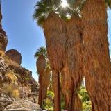 Andreas Canyon Trailhead