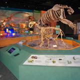 Mississippi Museum of Natural Science
