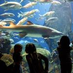 Tennessee Aquarium