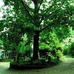 Tree That Owns Itself