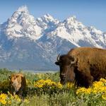 Yellowstone National Park