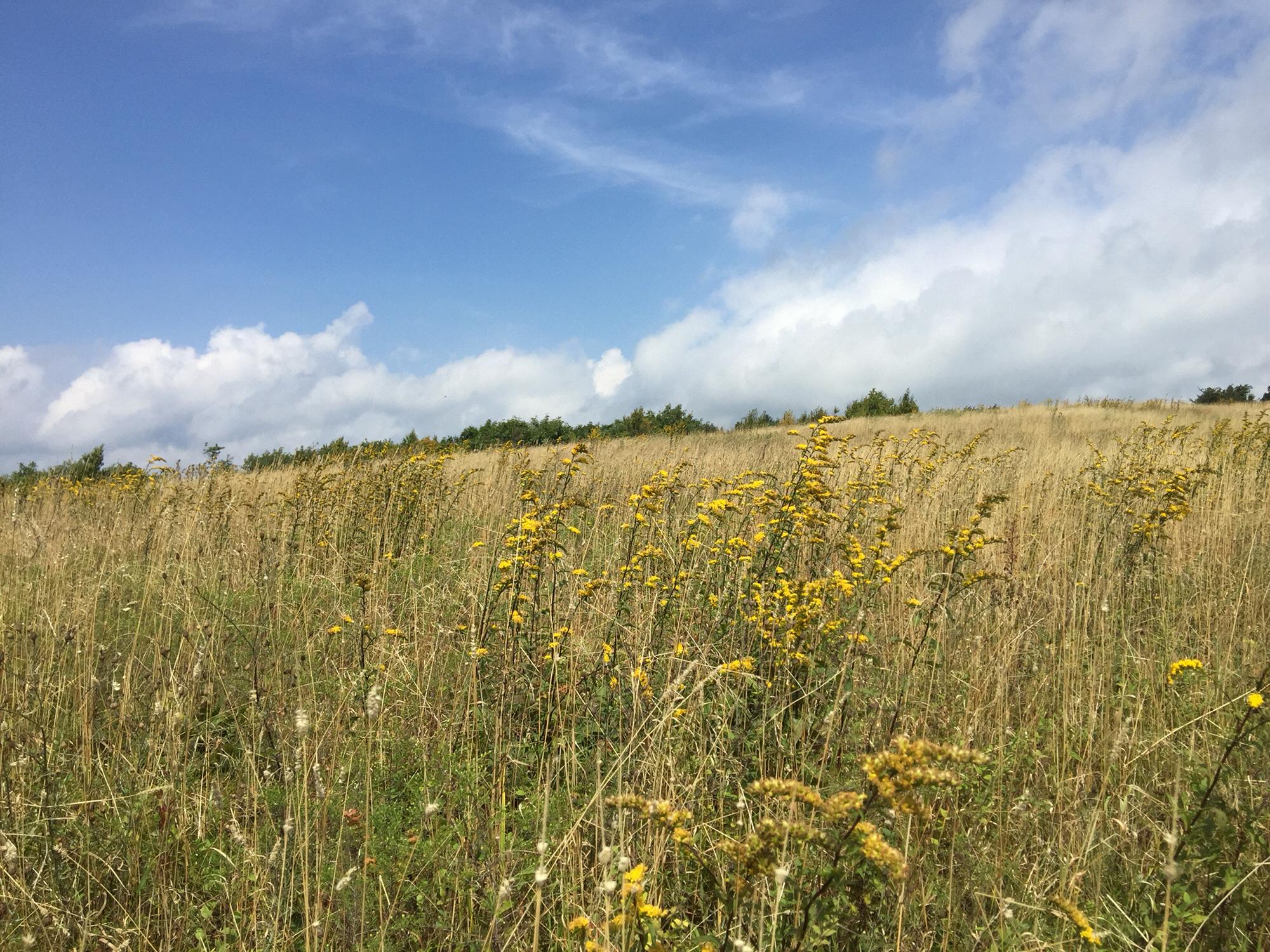 Fields of The Golden Splashes