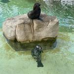 SeaWorld San Diego