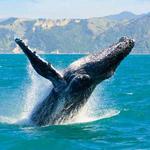 Bodega Bay Whale Watching