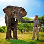 Adventures with elephants