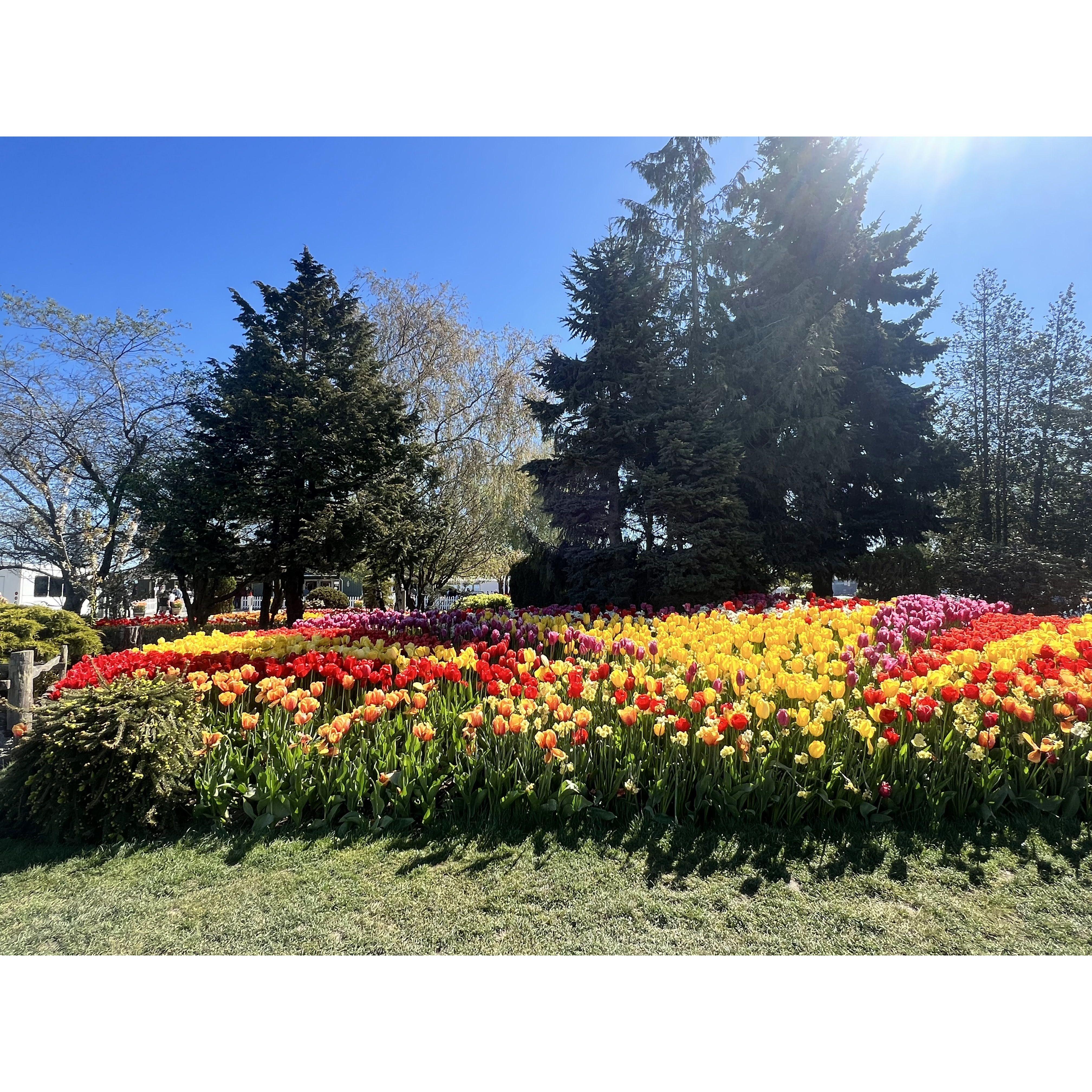 Tulip season is HUGE in the NW. We learned that other people think so too, DO NOT go on a weekend.