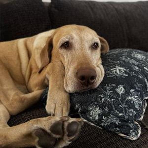 Pet Sitting For Our Honeymoon