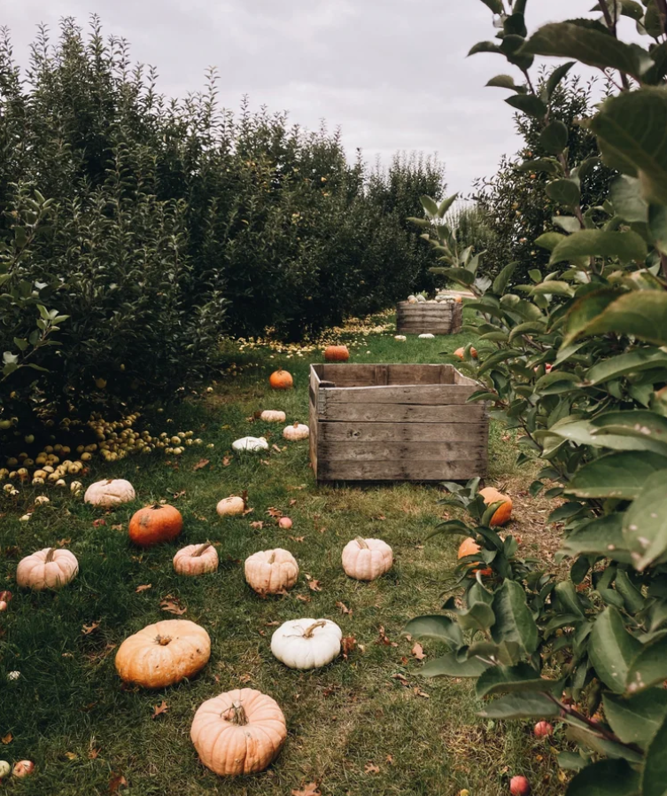 The Wedding Website of Nadia Bowman and CJ Farmer