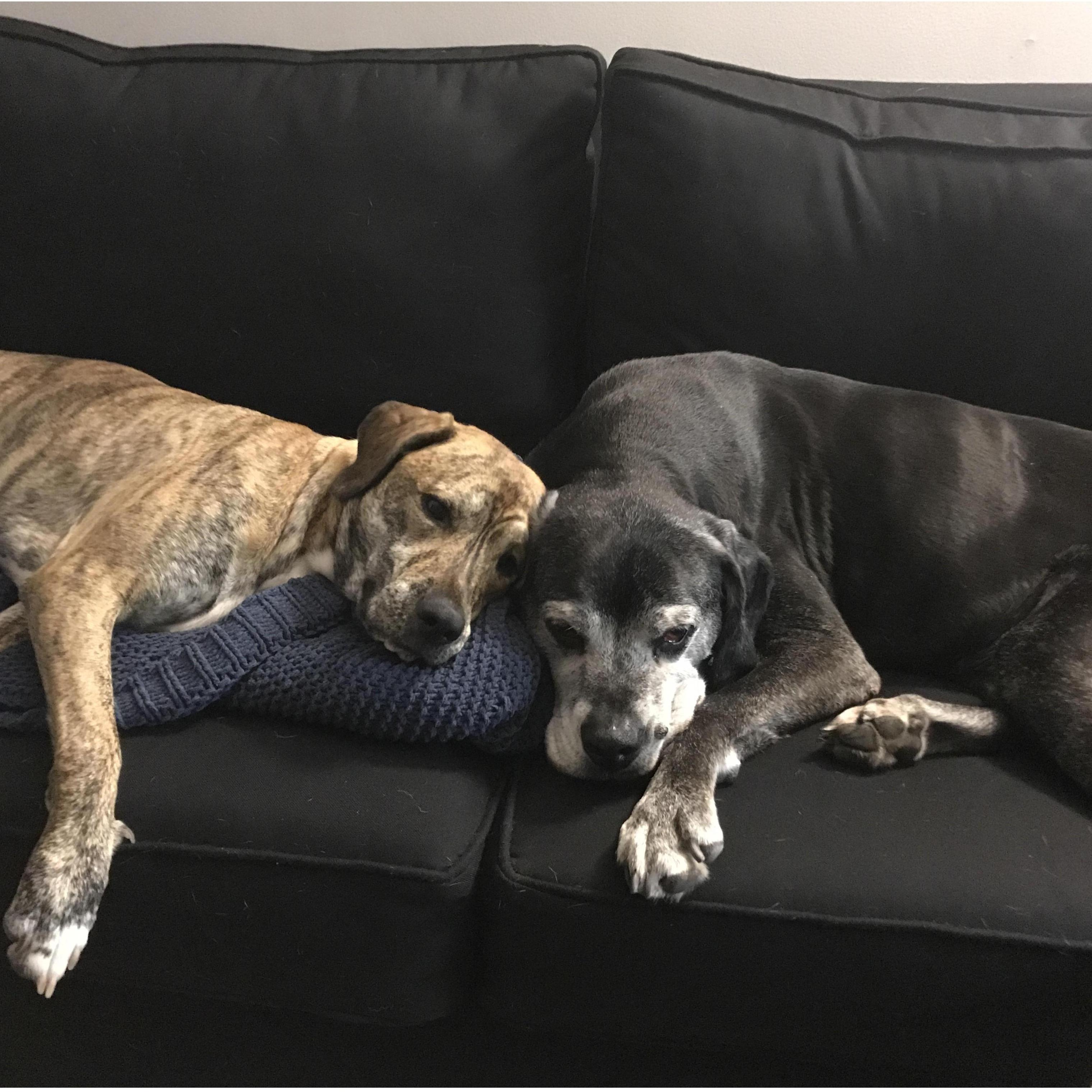 Our babies, Willow and Guinness.