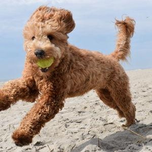 The Triple Trouble Doodle Fund