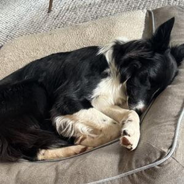 Everett Dog Bed