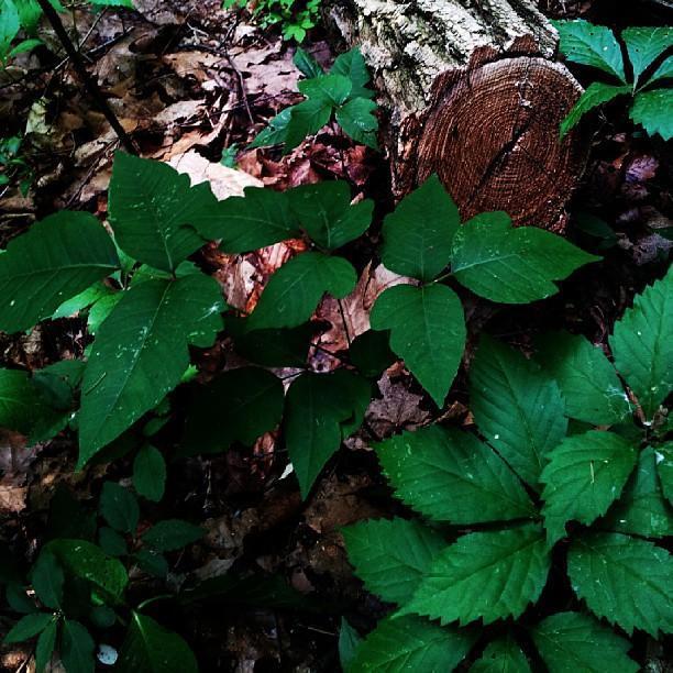 September 19th, 2013:
While walking through the forests of Toledo, Samantha snapped this shot.