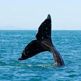 Whale watching