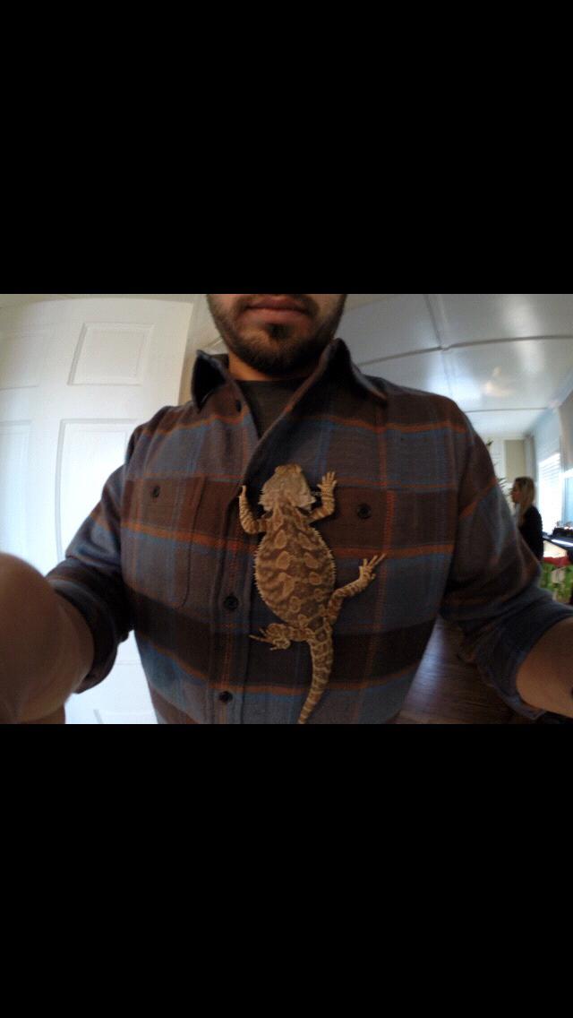 Carlos the beardie