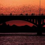 Congress Avenue Bridge Bats - Sightseeing