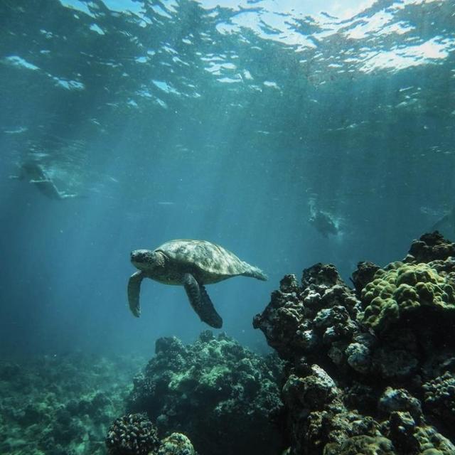 Excursions in Hawaii on our Honeymoon