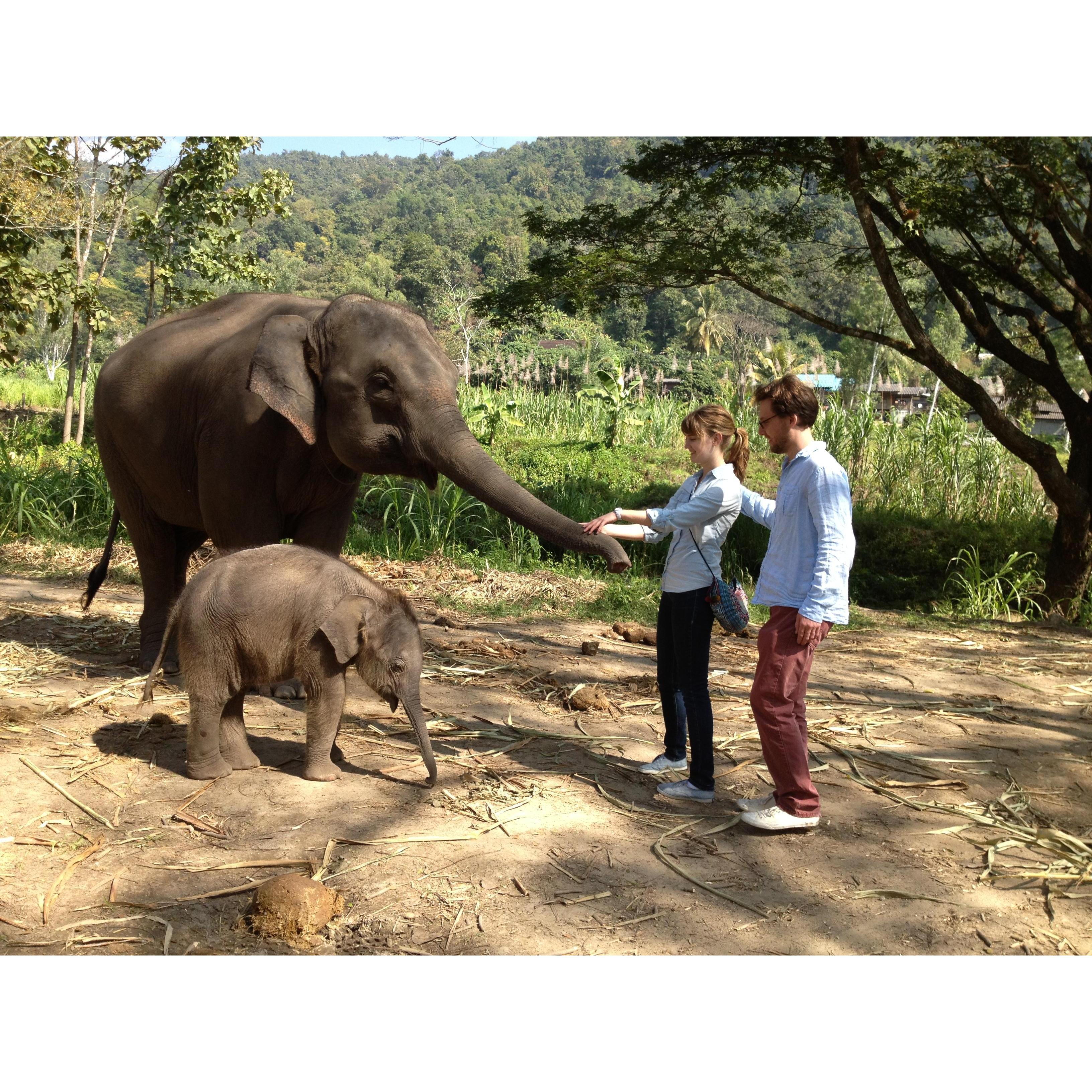 Elephant encounter! Matt's visit to Maren in Thailand