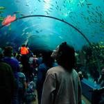 Georgia Aquarium