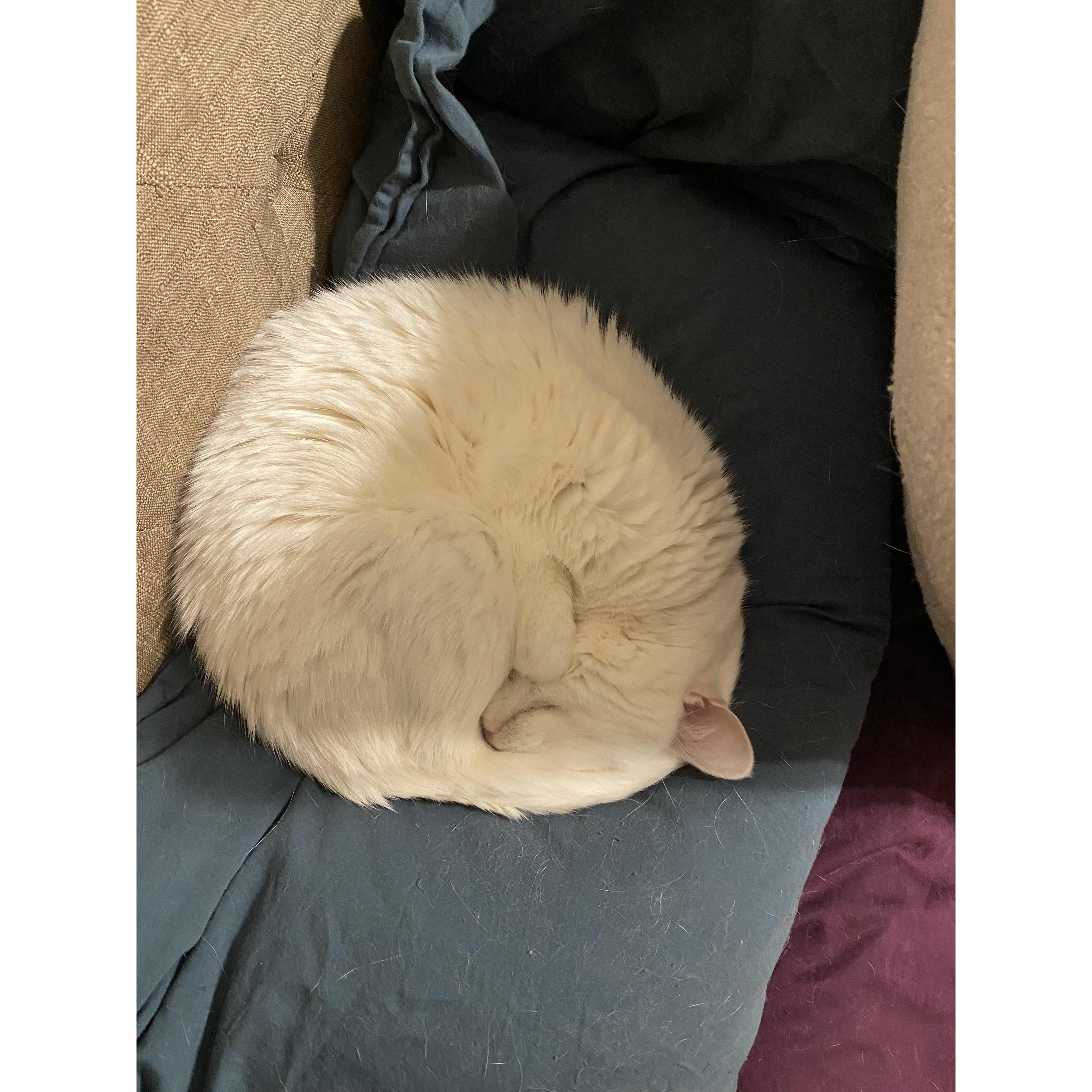 Psyren snoozing on our bed