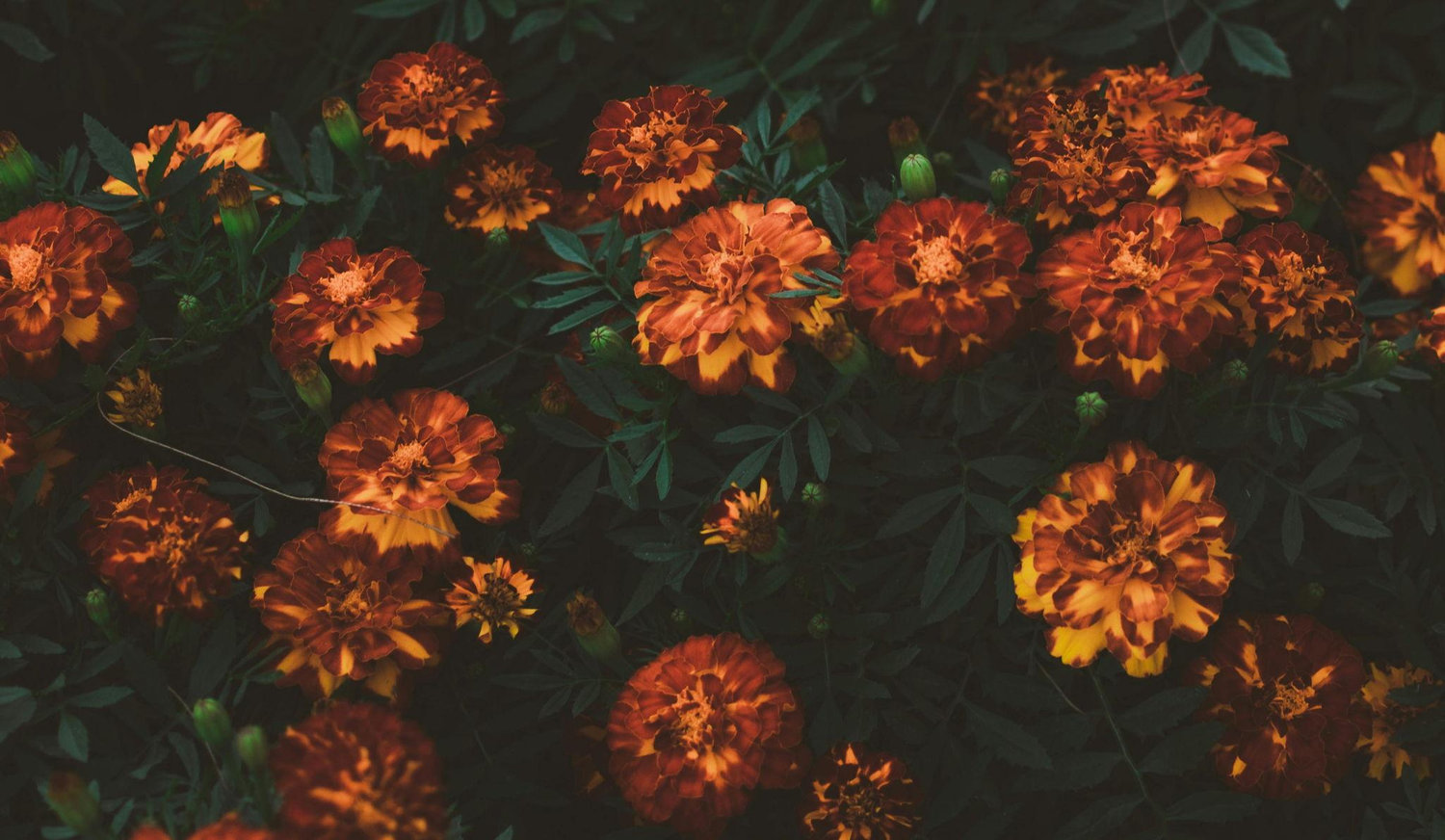 Footer image