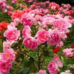 International Rose Test Garden
