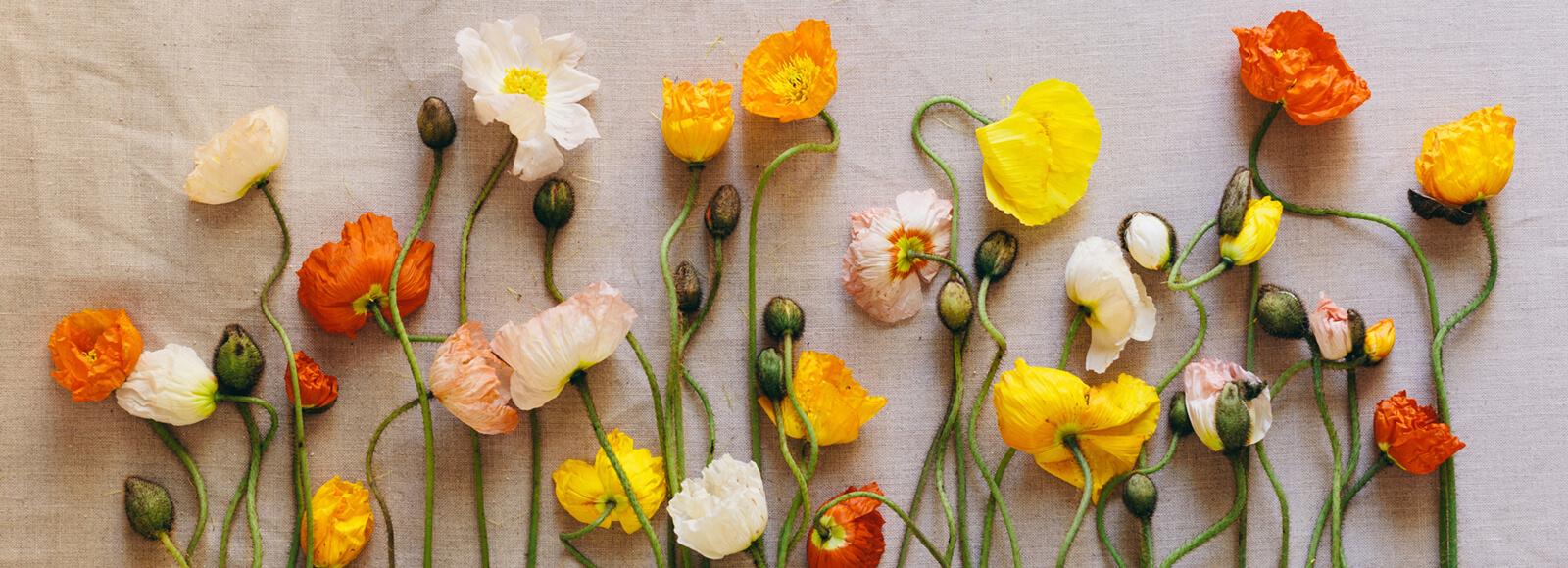 The Wedding Website of Sarah Craft and Jeremy Houston