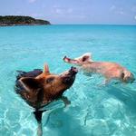 Pig Beach
