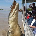 The Original Adelaide River Queen Jumping Crocodile Cruises