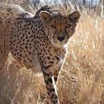 Cheetah Coservation