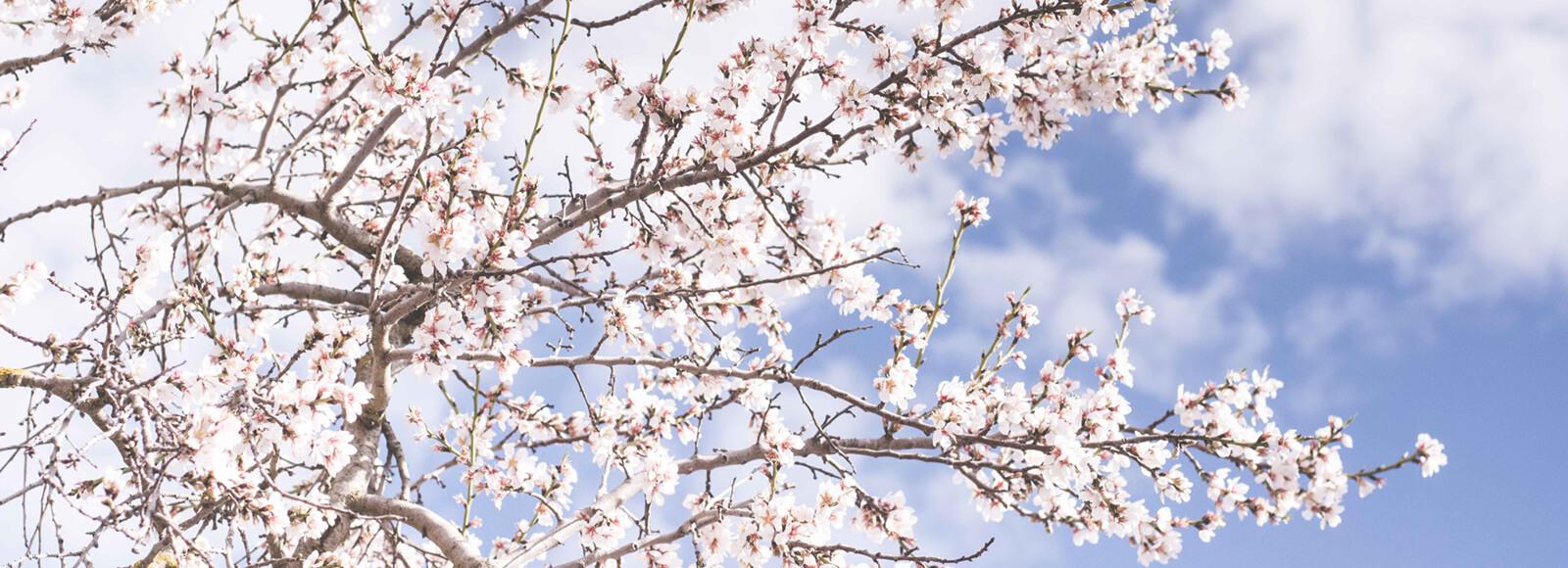 The Wedding Website of Abigail Leus and Jashley Mercado