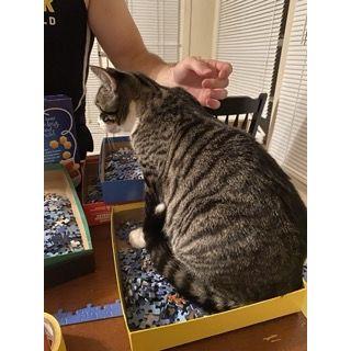 One of our favorite things to do at home is puzzles. Ubba seems to like them too.