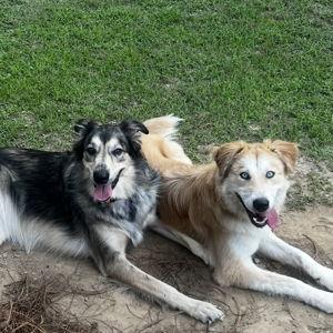 Year's Supply Of Pet Treats -Rue & Teddy