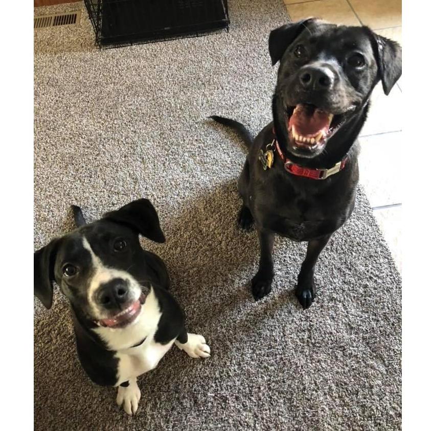 Duke and Evee