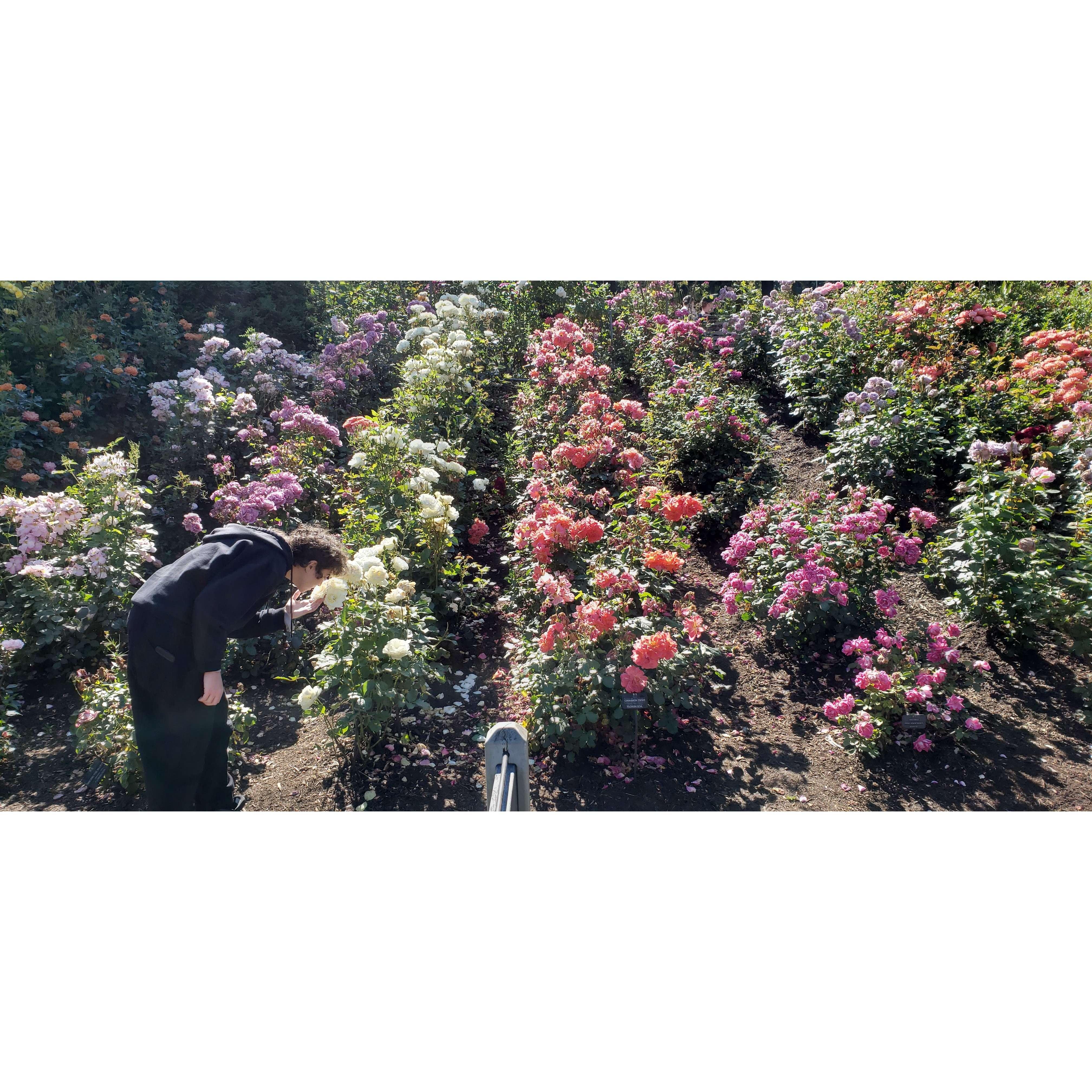 Rex in the Portland Rose Garden
