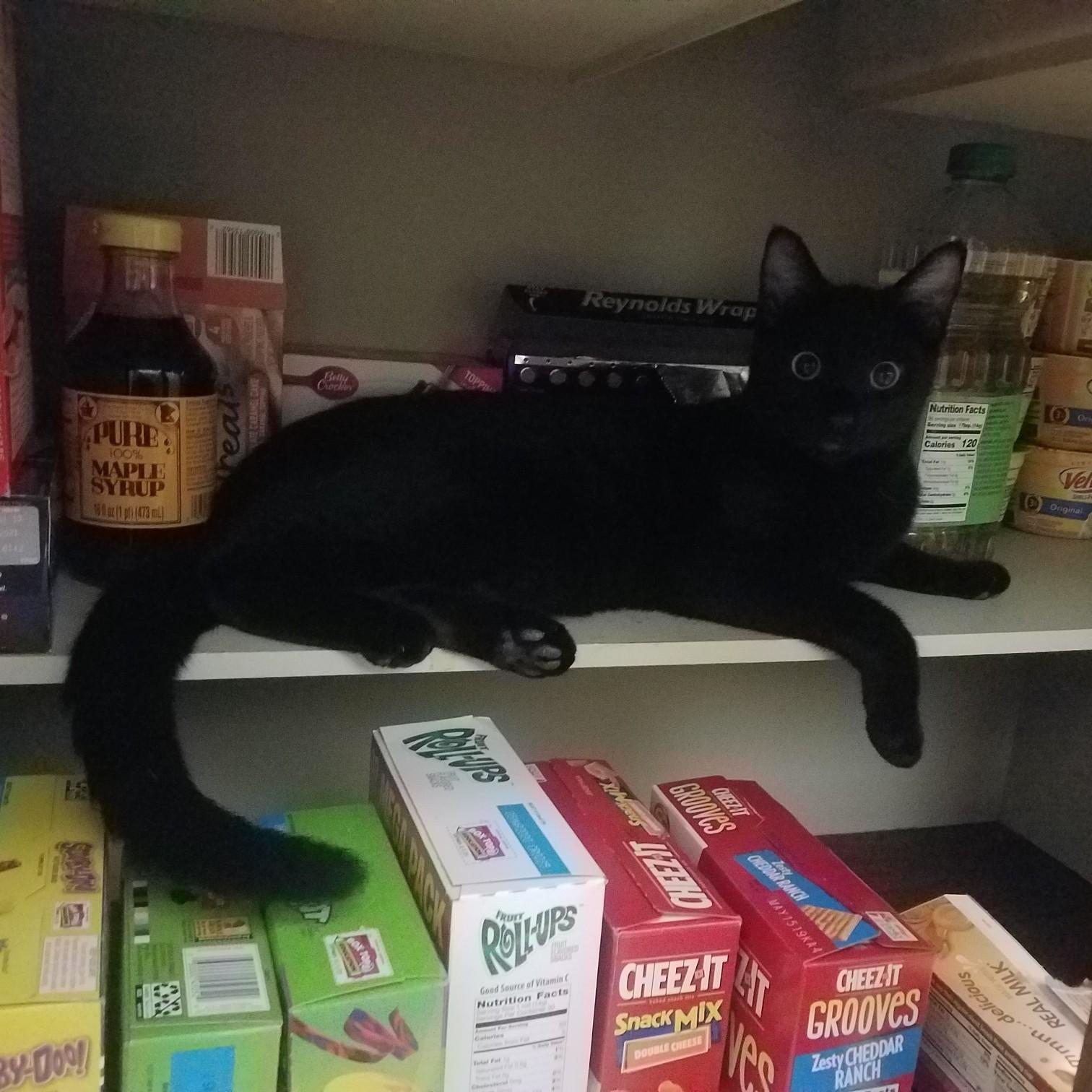 "King" Bean, our eldest child