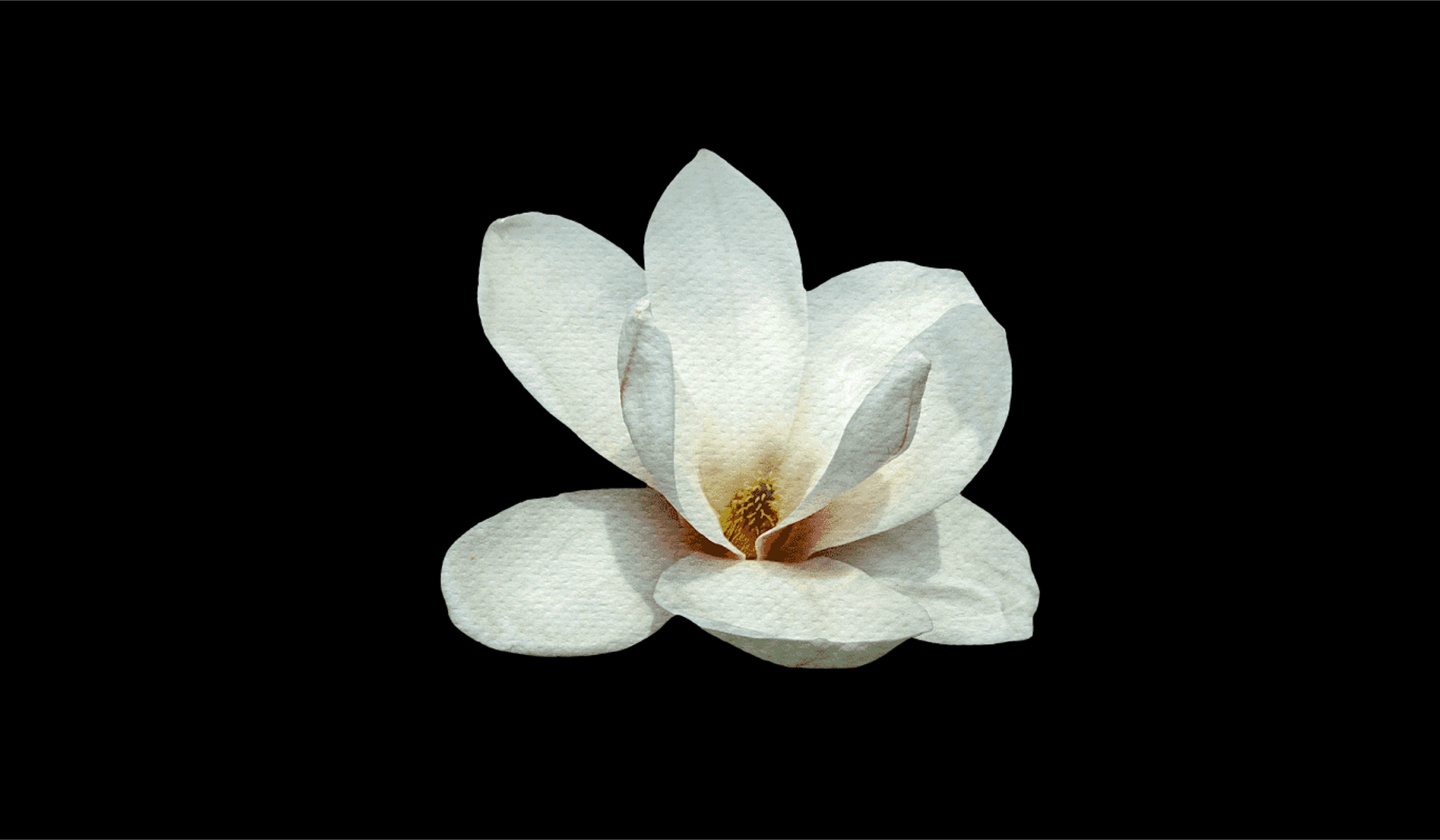 Footer image