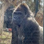 Zoo Atlanta