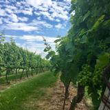 Chateau Niagara Winery