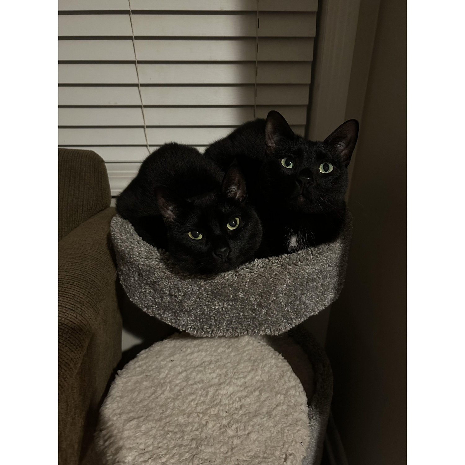 Our 2nd & 3rd Fur Babies
