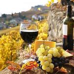 Ornellaia- Wine Tasting