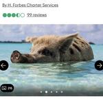 Swim With The Pigs
