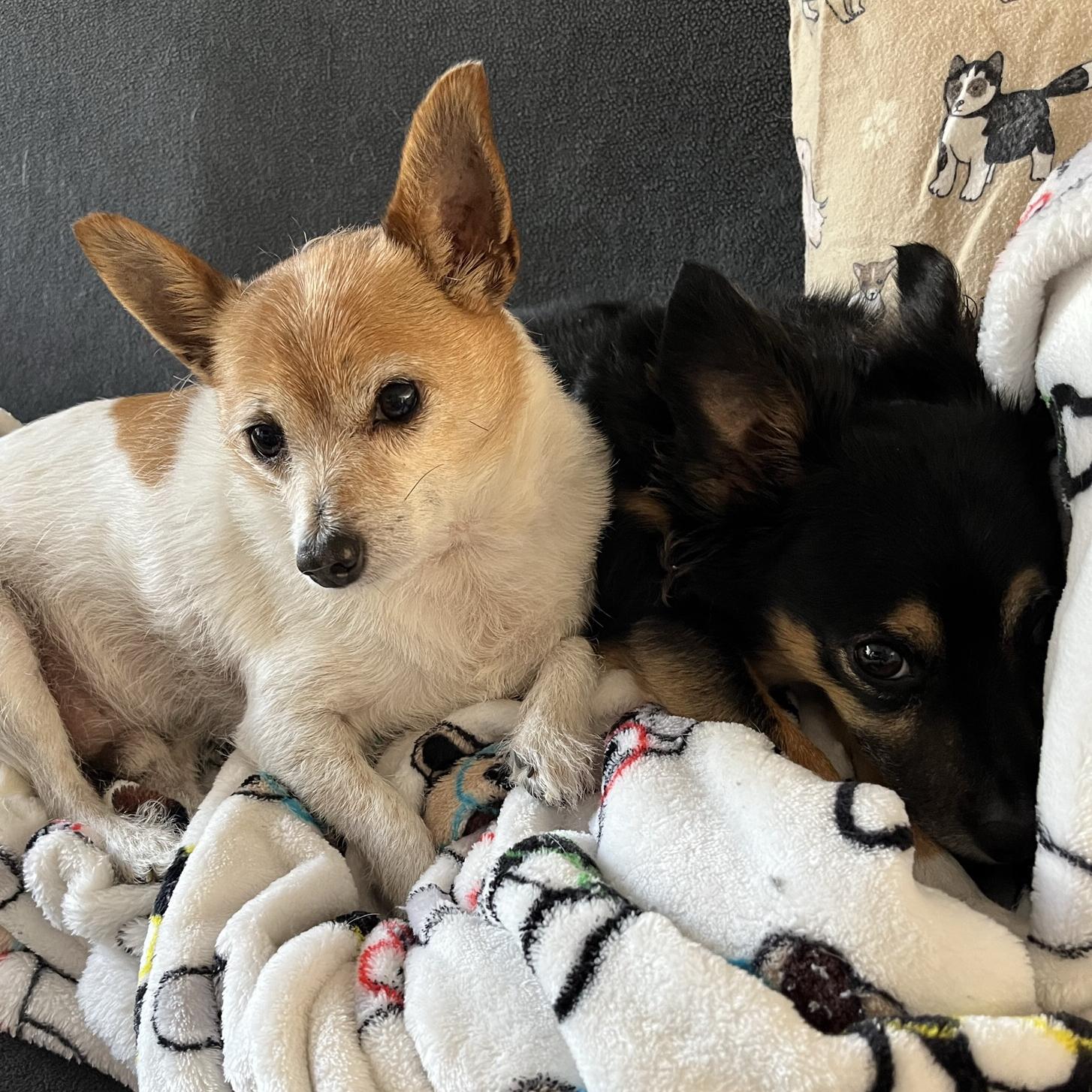 Our Pet Toy Fund