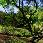 UC Riverside Botanic Gardens