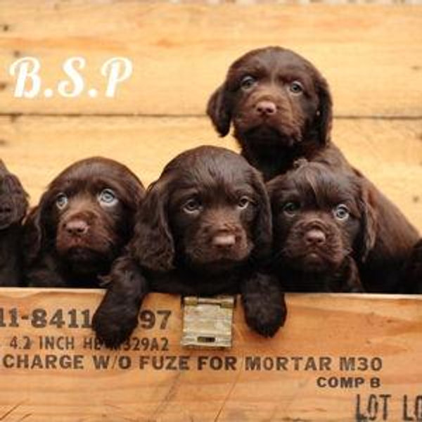 Our New Puppys