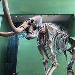 Florida Museum of Natural History-Exhibits