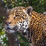 San Diego Zoo