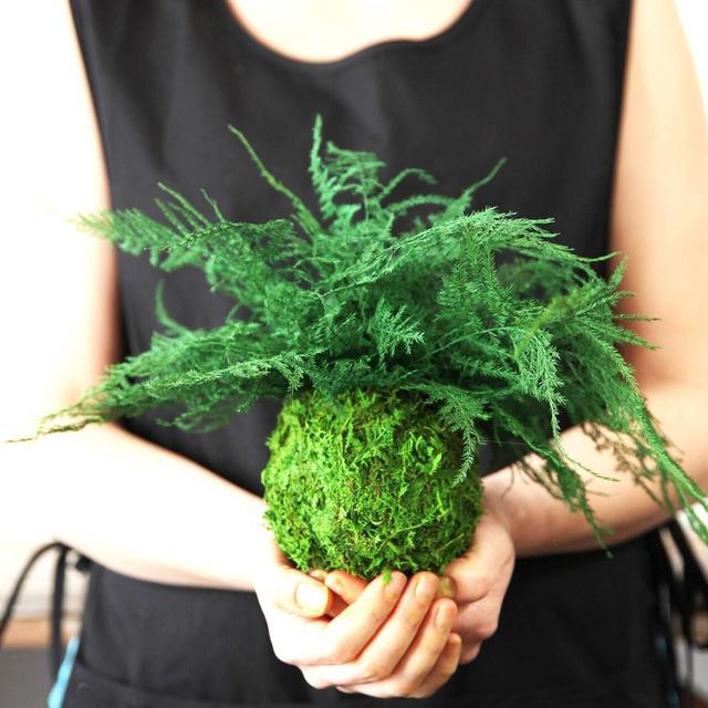 Kokedama Moss Plant - Zero Care, Real...
