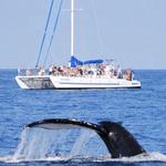 Whale Watching Cruise
