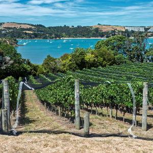 Waiheke Island Wine Tour