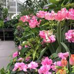 Volunteer Park Conservatory
